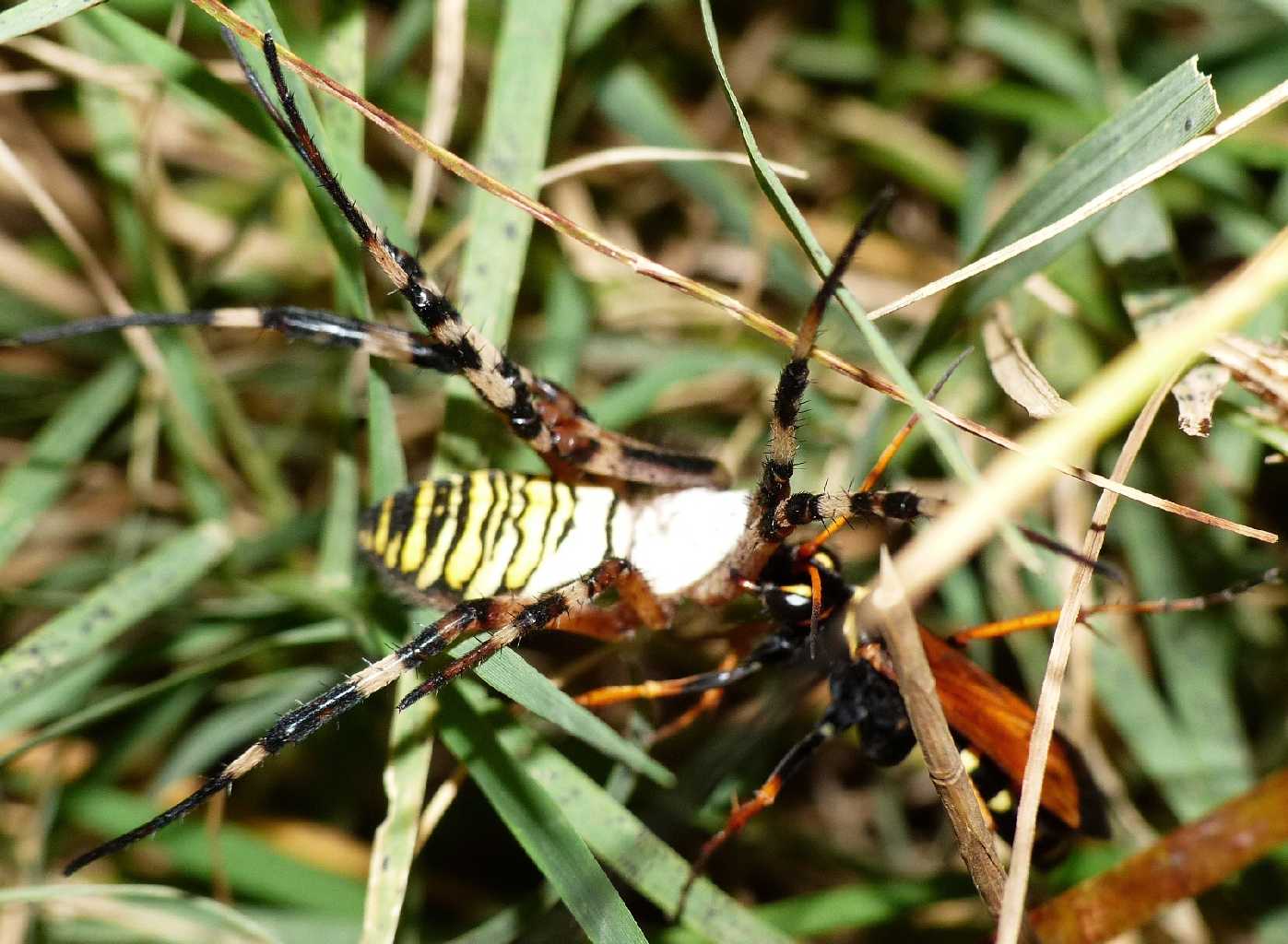 Batozonellus lacerticida: video e foto